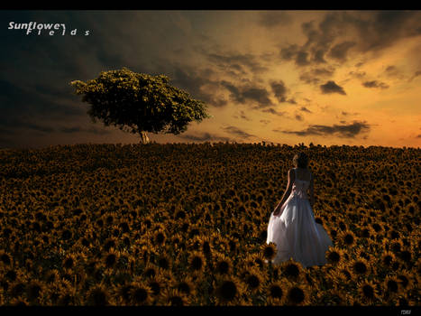 Sunflower Fields