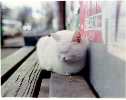 white cat in the street