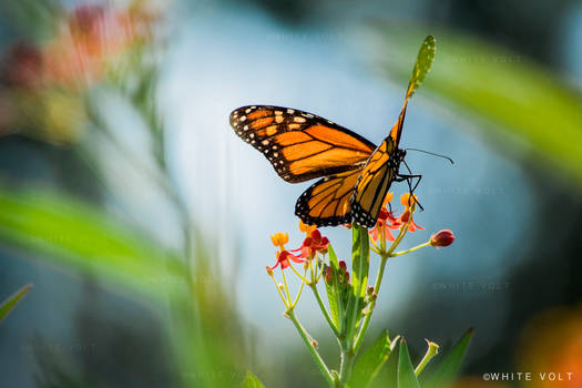 Monarch Butterfly