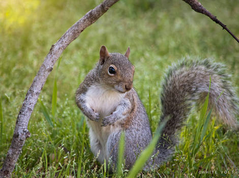 Squirrel poser