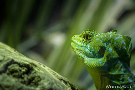 Green Basilisk