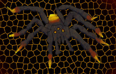 Spider