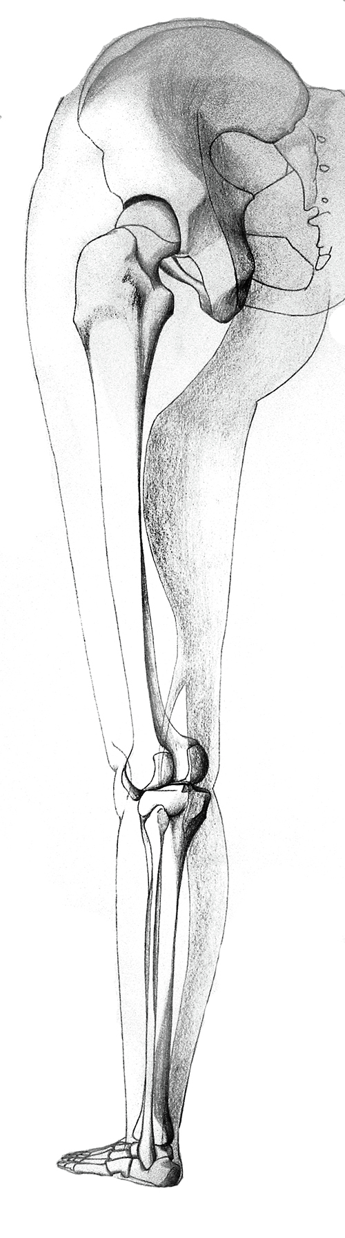 Left Leg Skeletal Overlay