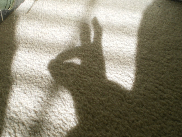 Shadow Bunny by DarthSkyGirl on DeviantArt