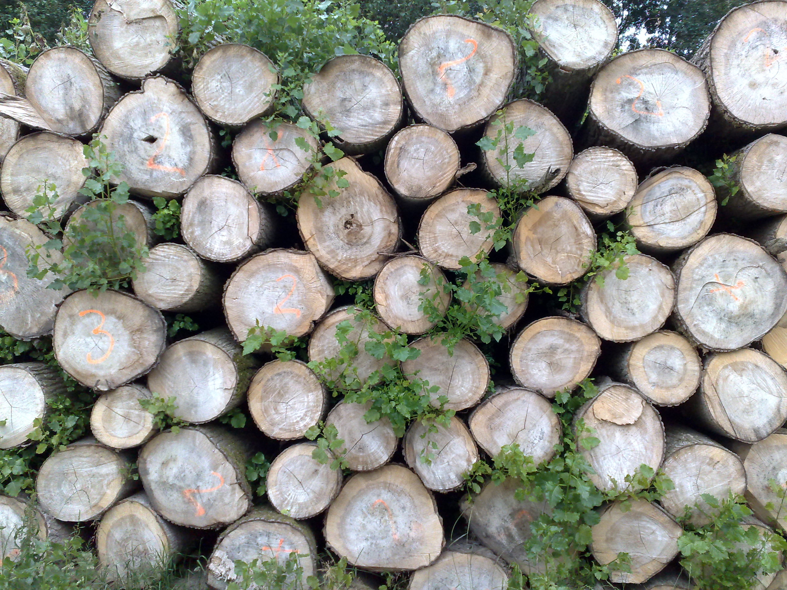 Wood Log Texture by Jay-B-Rich
