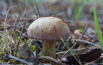 Magic Mushroom