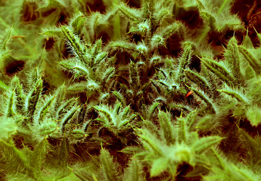 Borago officinalis