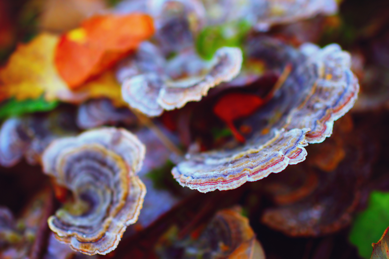 wooden mushrooms