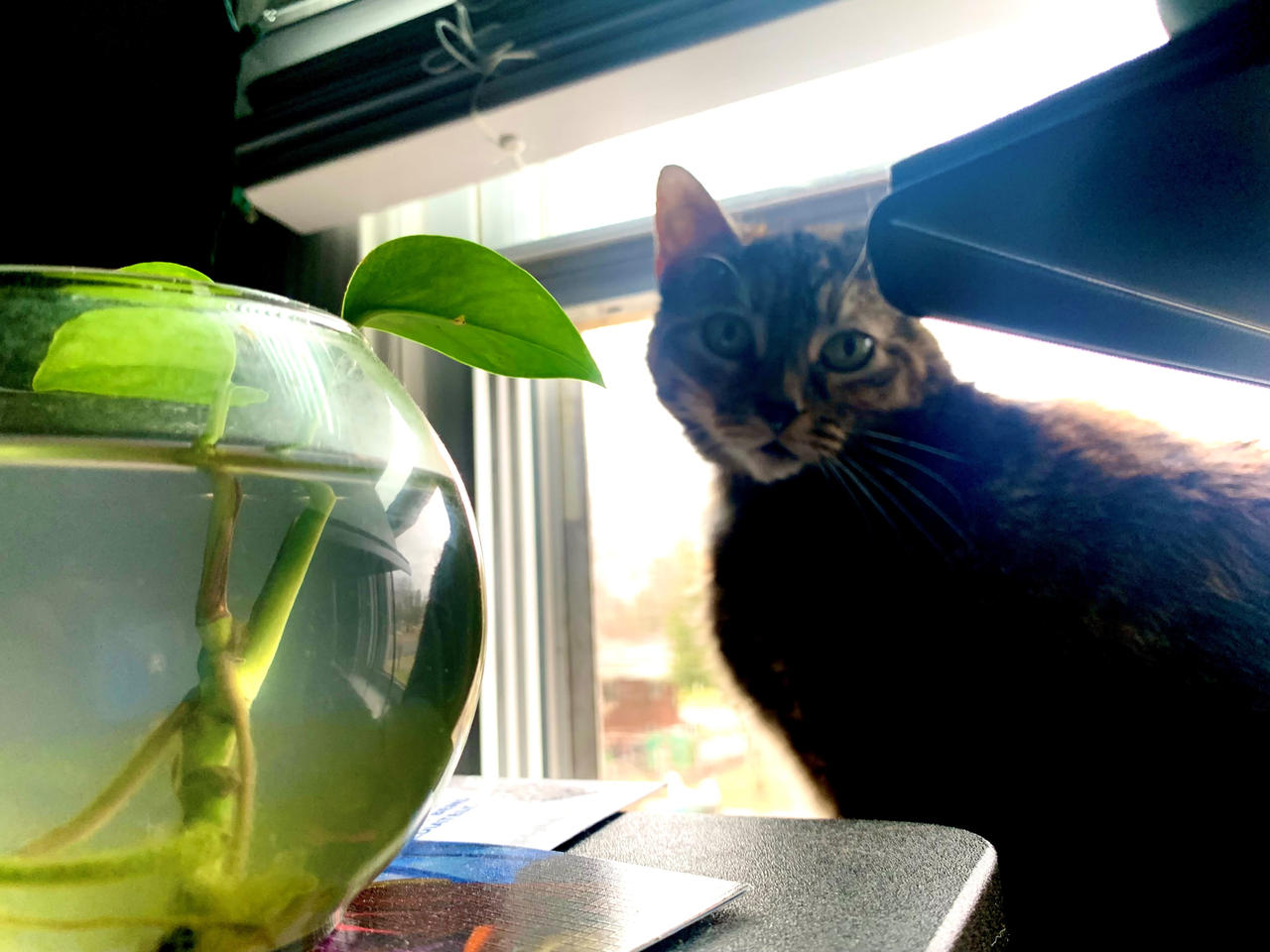 Window Watcher by VisionsOfTomorrow on DeviantArt