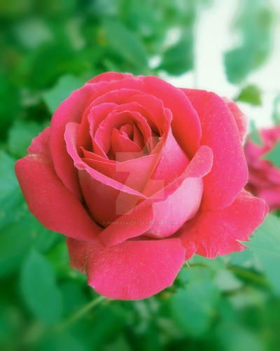 One Rimantic Rose The Romantic Rose by PurpleDaizie2 on DeviantArt