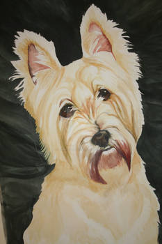 Spencer-Westie