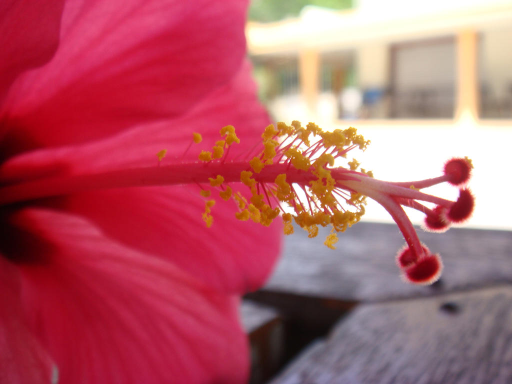 Bunga Raya Aka Hibiscus By Digital Pixelz On Deviantart