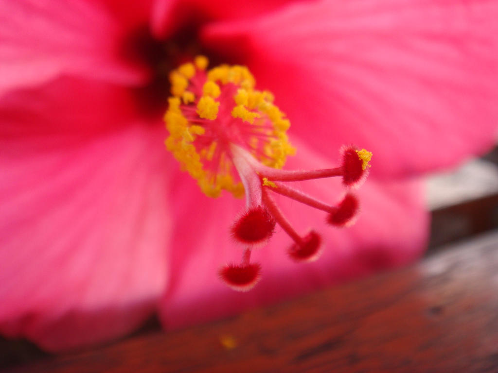 5000 Wallpaper Bunga Raya HD Terbaik 5000 Wallpaper Bunga Raya HD Terbaik