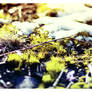 Mossy Snow