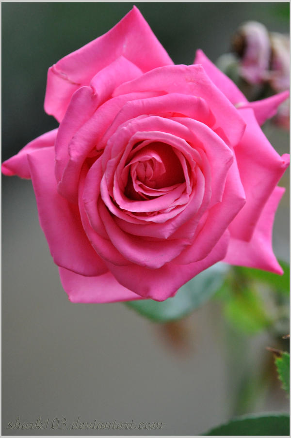 Pink Rpze Pink Rose by shark103 on DeviantArt