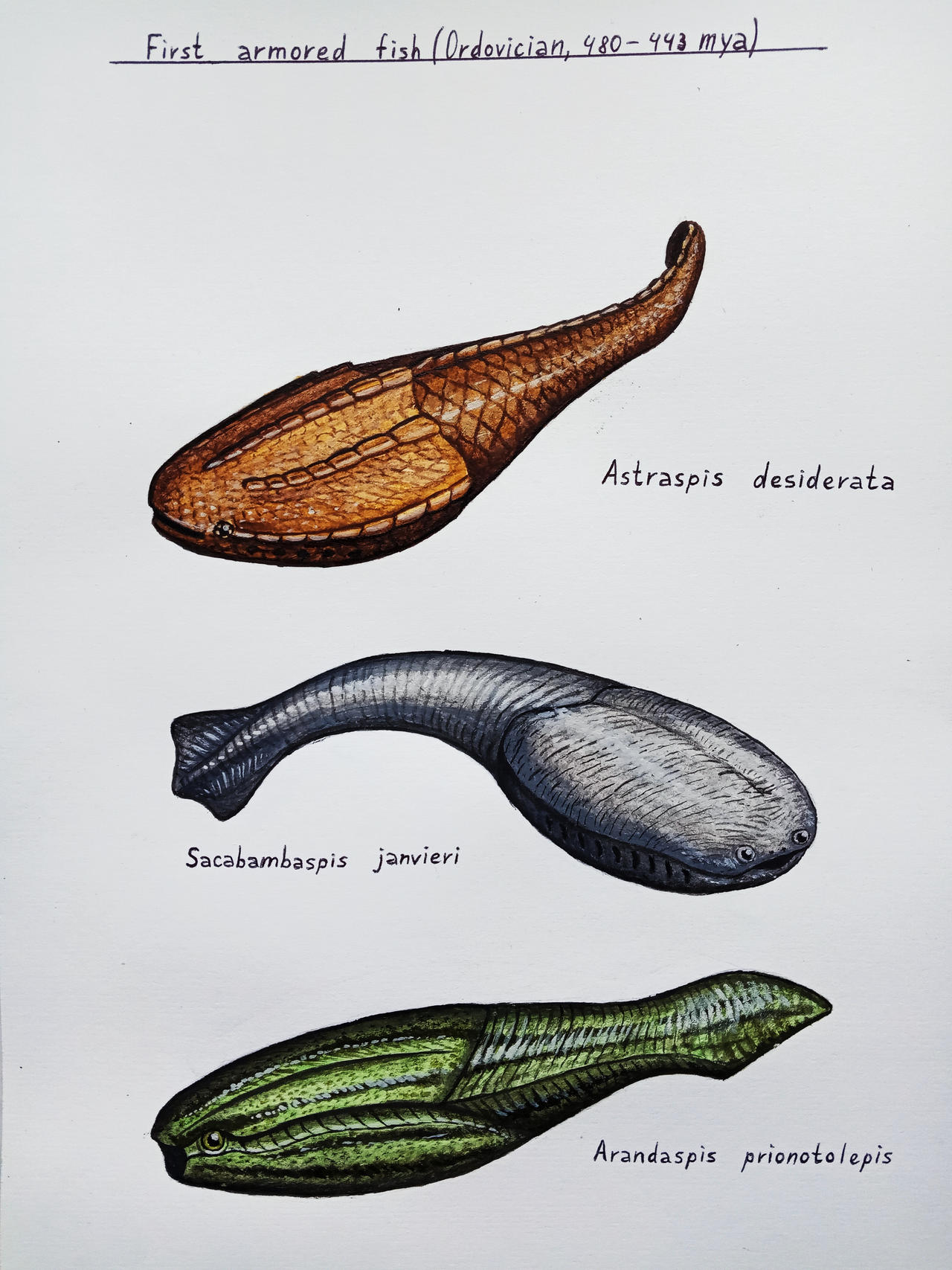 Armored Fish Examples First armored fish by RuvimArt on DeviantArt