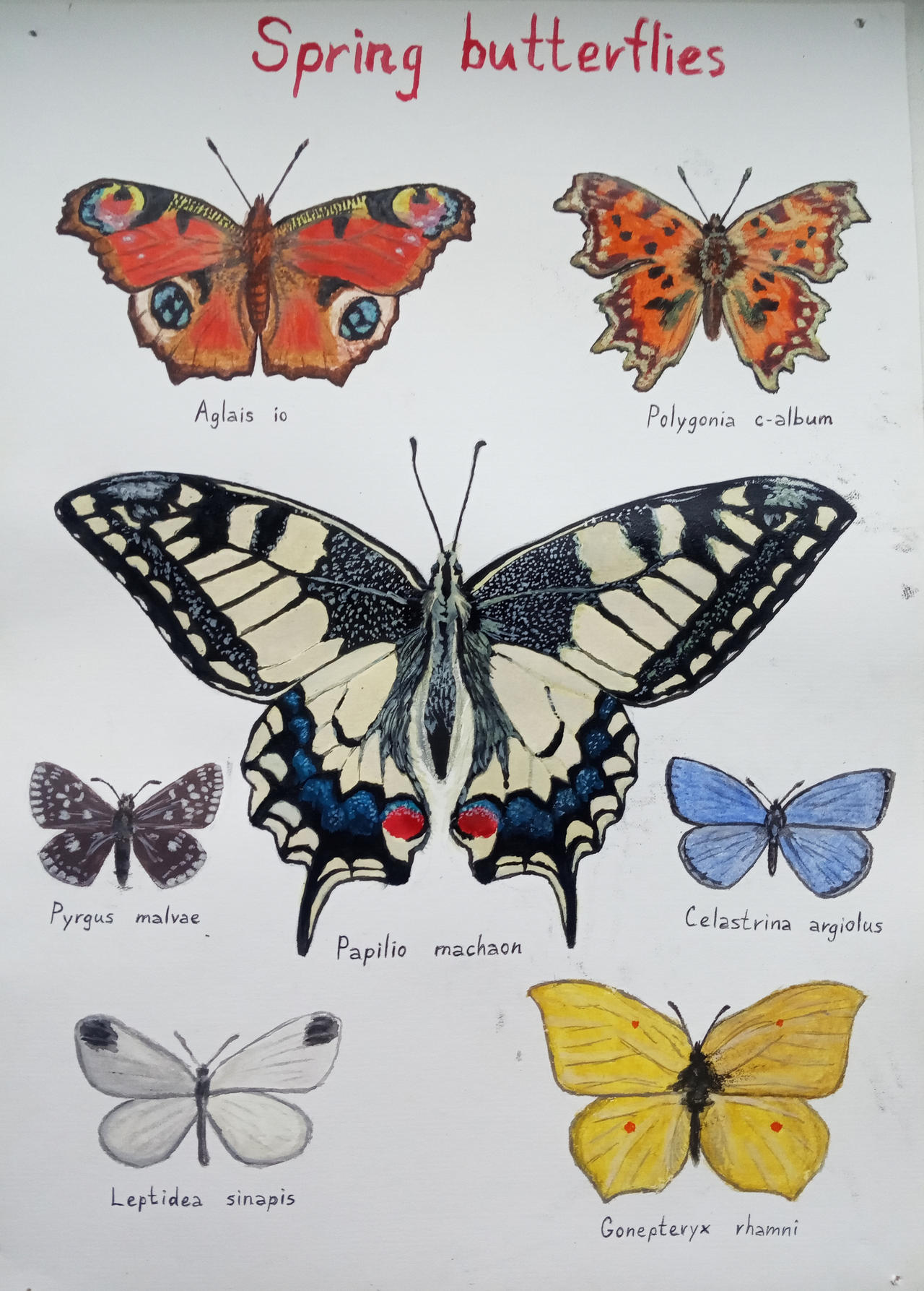 Butterflies Spring Pdf Spring butterflies by RuvimArt on DeviantArt