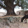 olive tree brontosaurus and donkey