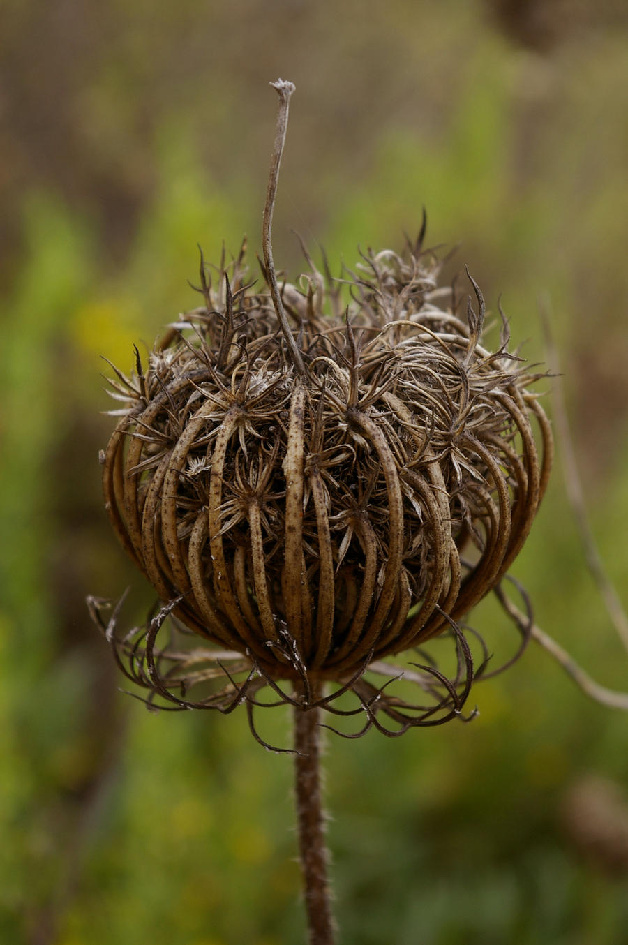 beautiful even in death