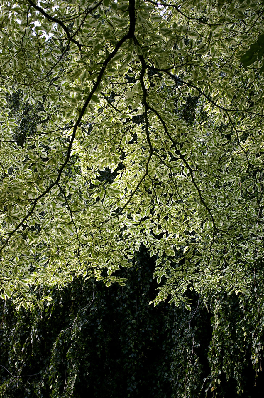 shades and shapes of green