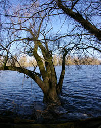 swampy spot near the Rhine