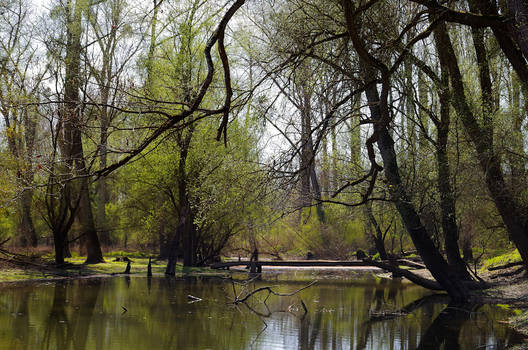 bridge over placid waters