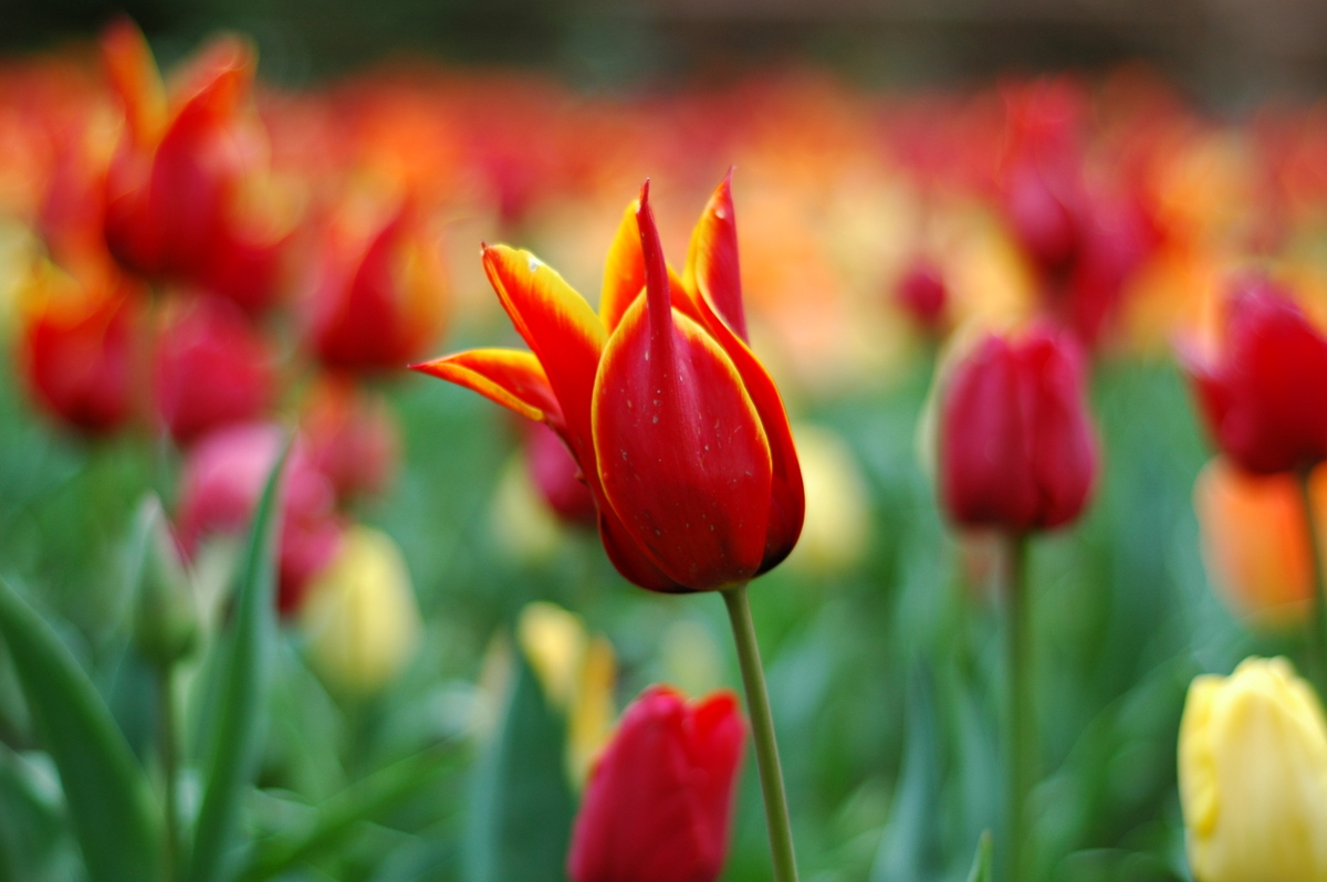 Tulips MMVIII