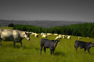 Cattle in green