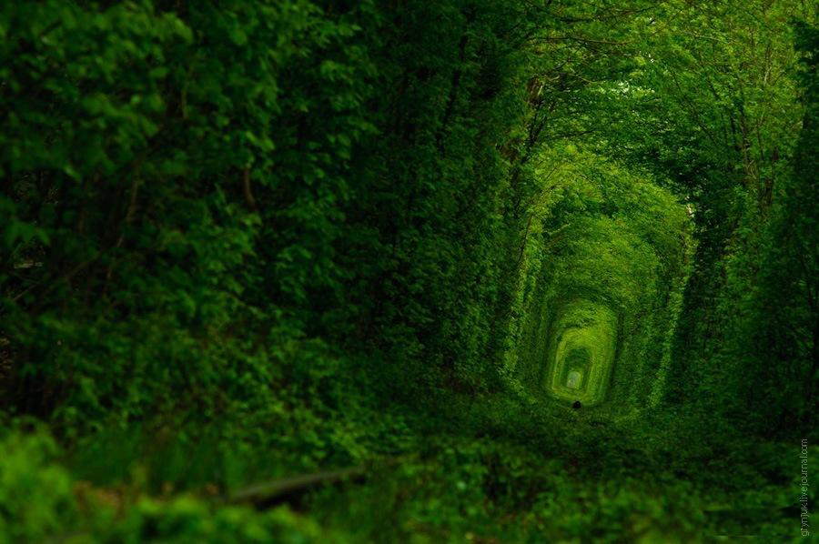 Green Tunnel  1