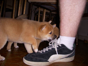 Shiba Inu Puppies 19