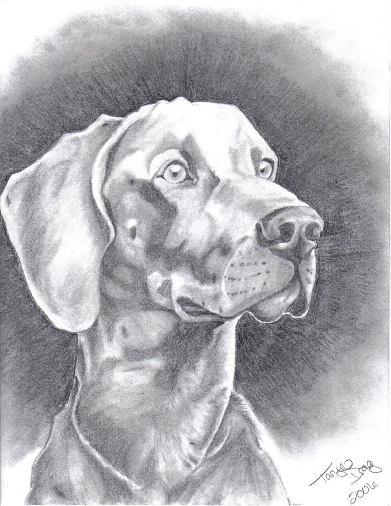 Weimaraner