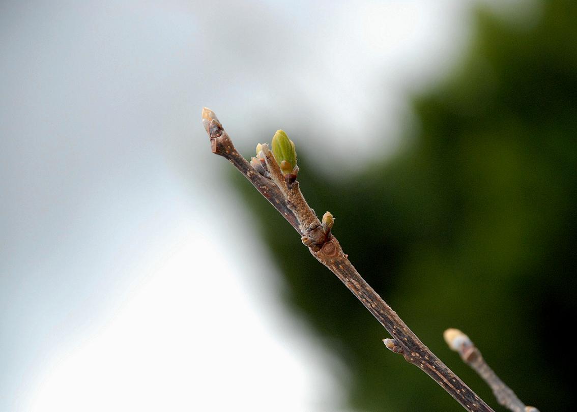 Budding II