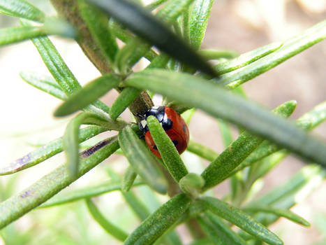 Marybug on rosemary