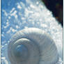 Snail-Shell