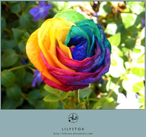 Multicolored Rainbow Rose