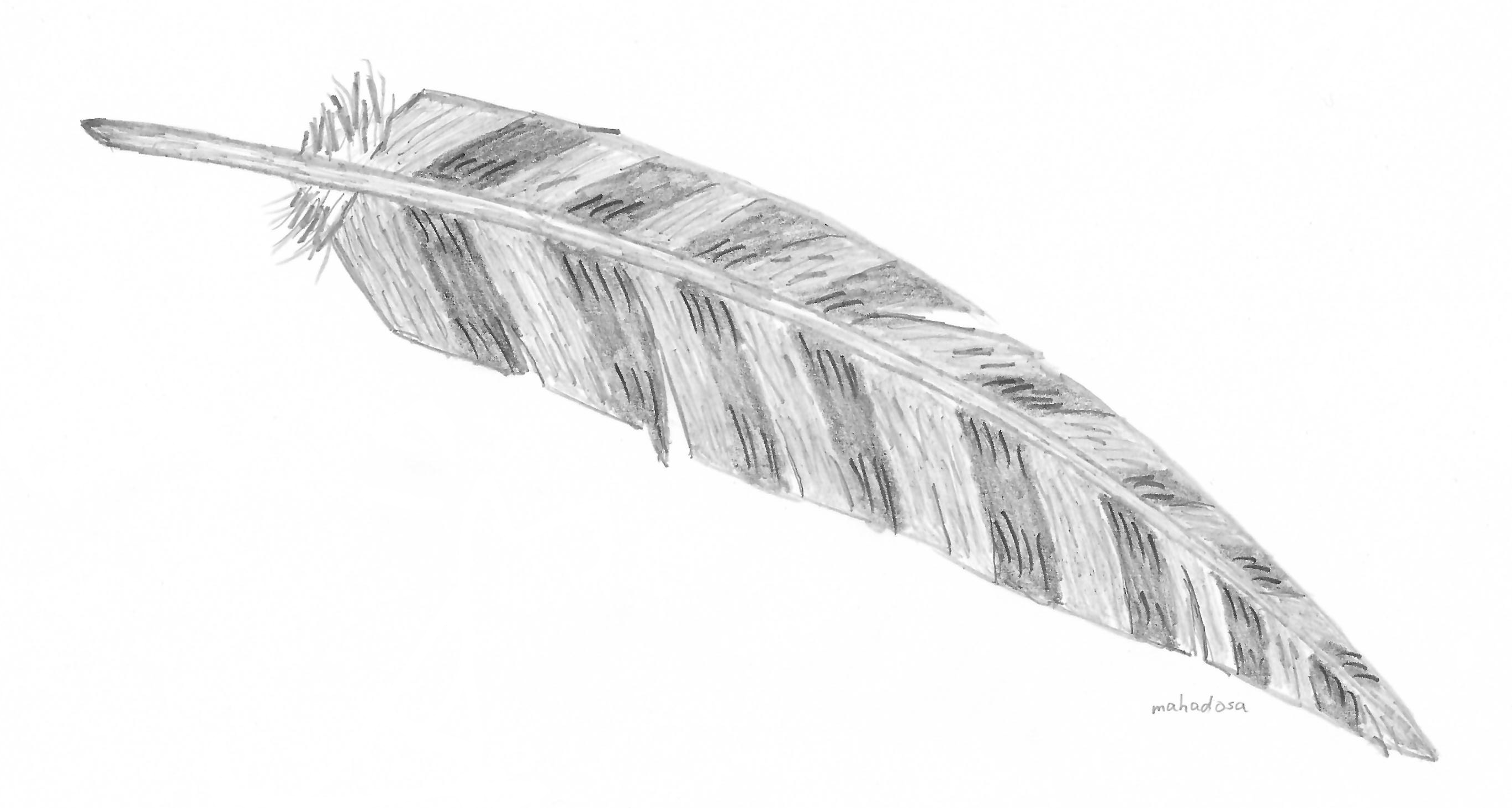 First Feather