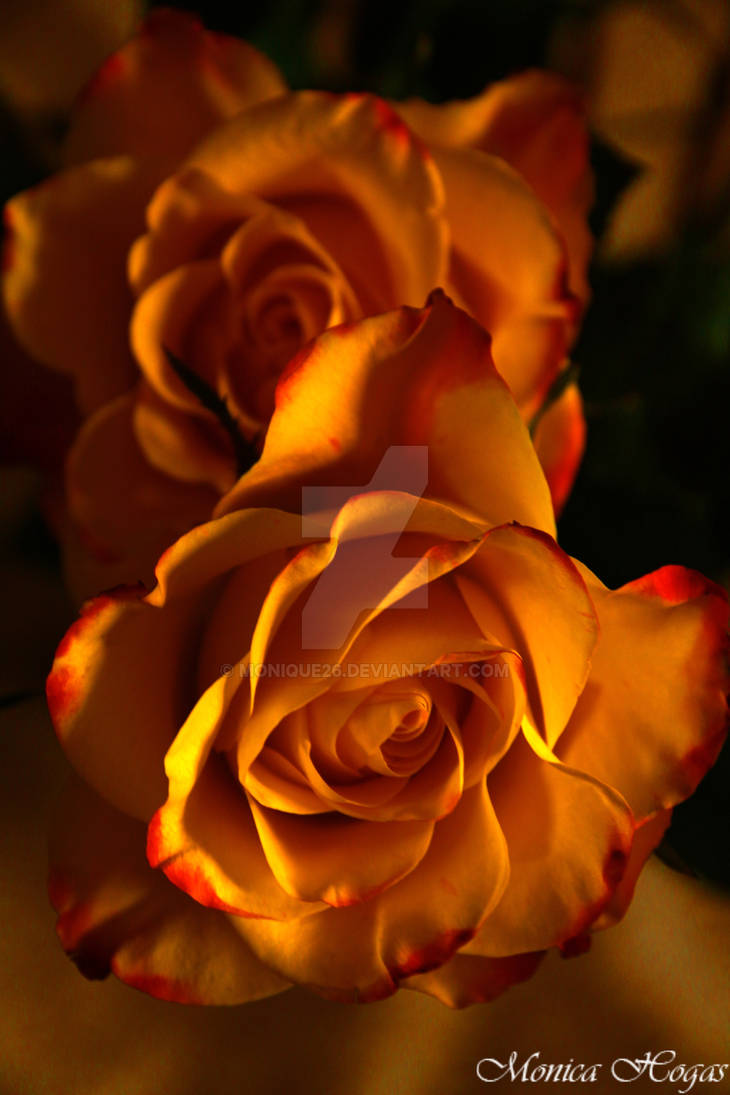 fire colored roses by Monique26 on DeviantArt