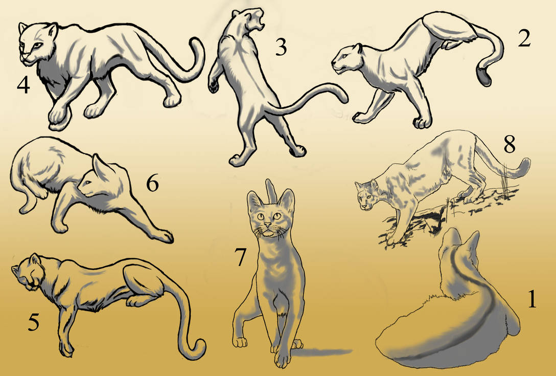 Pcat Poses Reference Various Cat Poses by WanderingDragon379 on DeviantArt