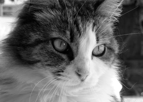 Close-Up-Kitty