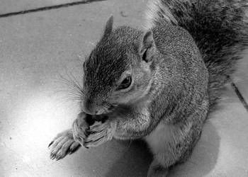 CSUN Squirrel 2