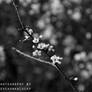 White Small Flowers