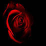 Red Rose