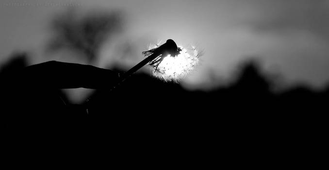 Dandelion BW II