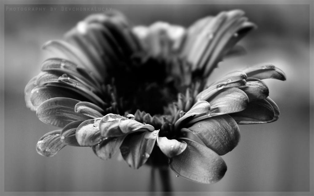 Grey Gerbera