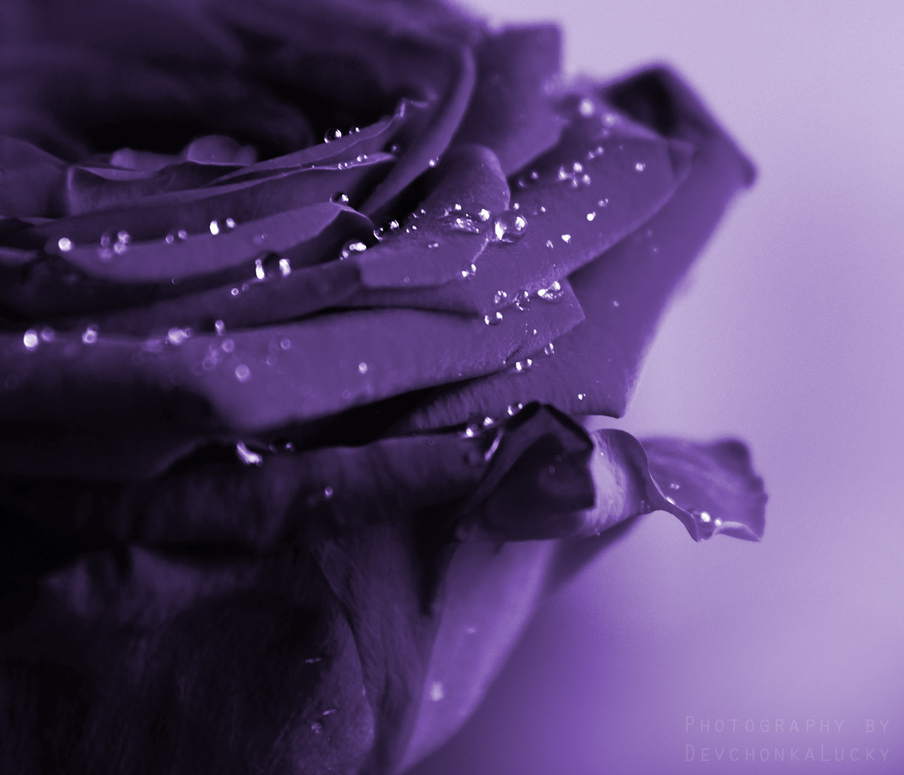 Серо фиолетовый цветы. Фиолетовые розы. Фиолетовые цветы. Сиреневые цветы. Темно фиолетовые розы.