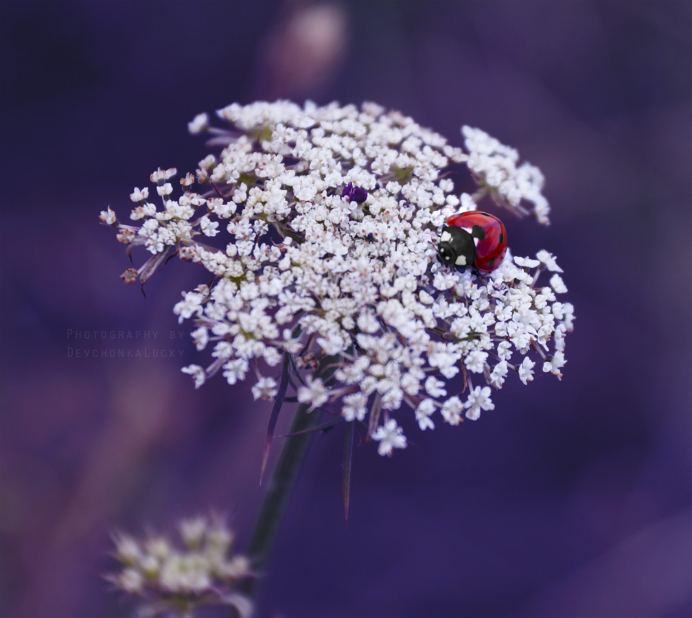 Ladybug