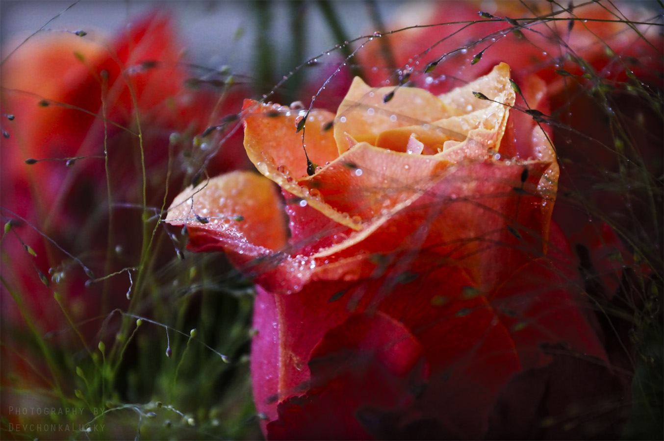 Colourful Rose