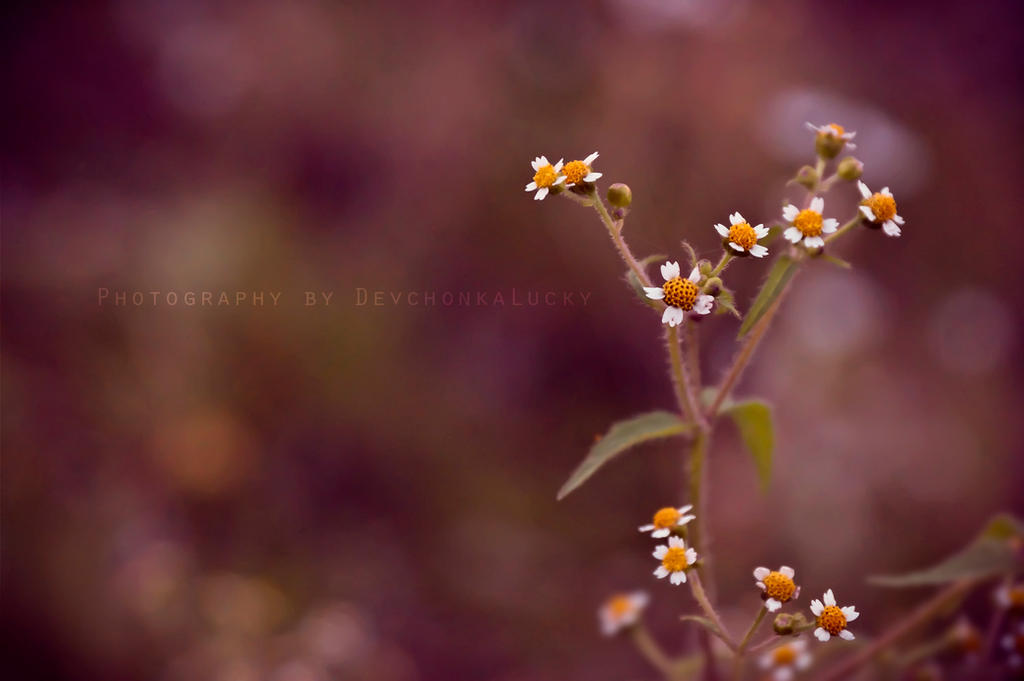 Small Flowers by DevchonkaLucky