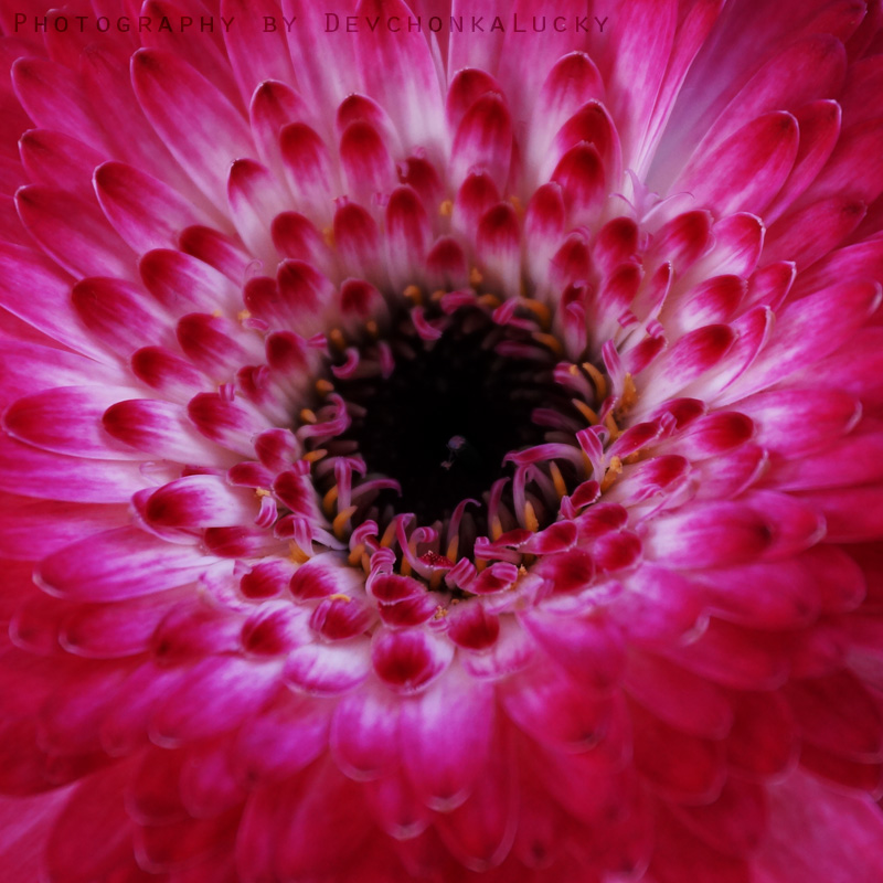 Pink Beauty by DevchonkaLucky Pink Beauty by DevchonkaLucky