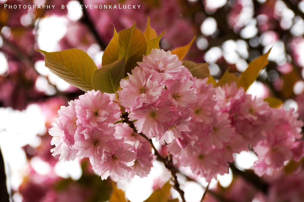 Pink Spring